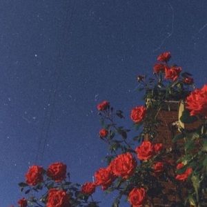 Meet your Posher, Kimi